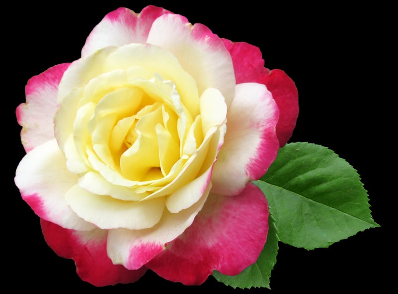 Floral Delights