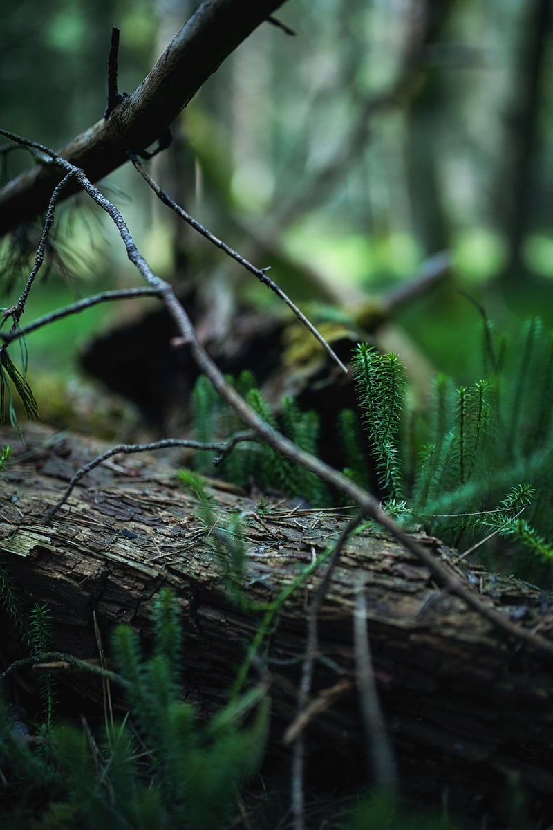 Magical Forest Details