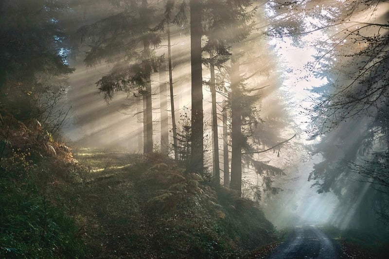 Mystical Forest Nuptials