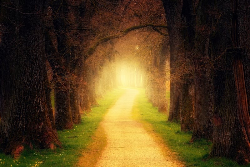 Enchanted Pathway