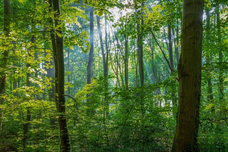 Mystical Woods