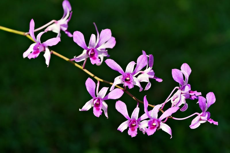 Orchid