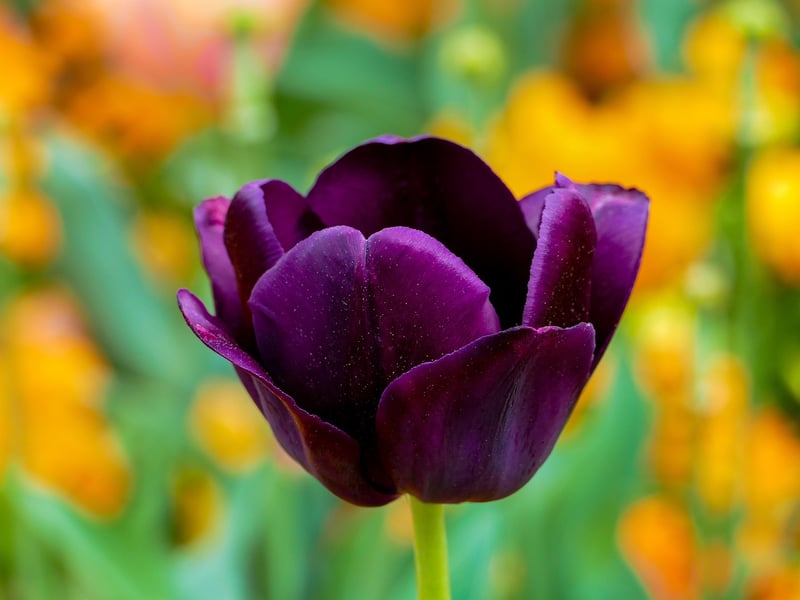 Tulip