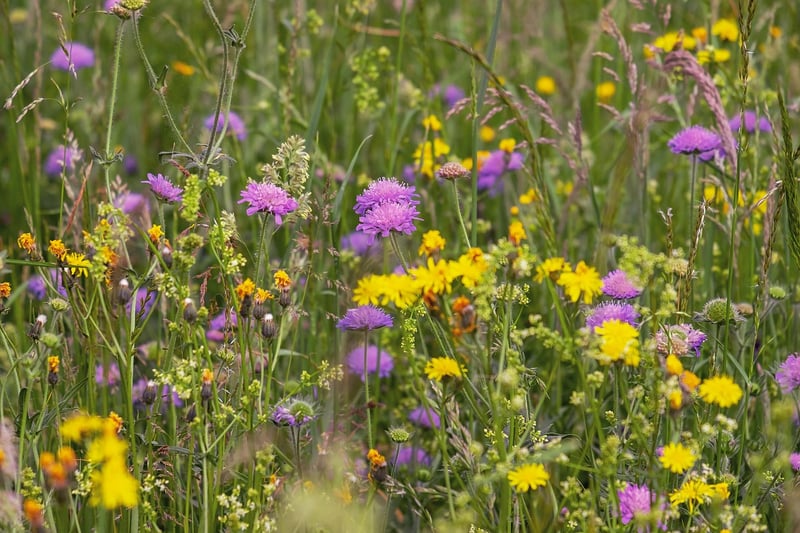 Wildflower Bouquets